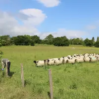 Moutons dans des parcelles de pâturage