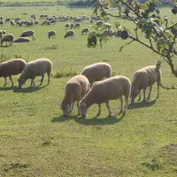 Moutons Kamienic de Pologne