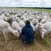 EÉleveuse avec son troupeau de brebis