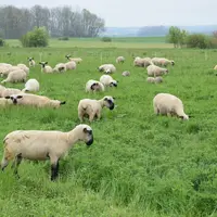 Moutons pâturant de la luzerne