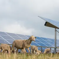 many solar power panels with grazing sheeps - photovoltaic system