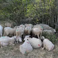 Brebis à l'ombre d'un bosquet d'arbustes
