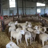 Béliers en centre de testage
