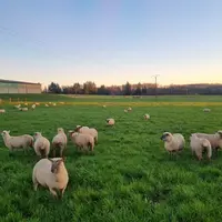 Brebis au pâturage en décembre.