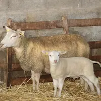 Agneau et brebis en bergerie