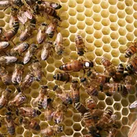 La propolis est utilisée par les abeilles pour renforcer et protéger la ruche.