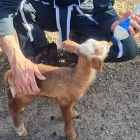 Agneau tétant un biberon de colostrum