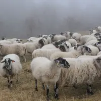 Troupeau de brebis rava