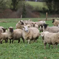 Agneaux pâturant des couverts végétaux