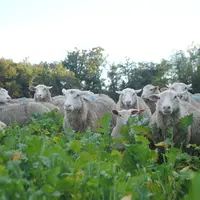 Brebis au pâturage sur couverts vagétaux