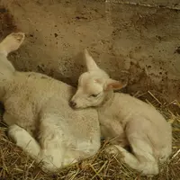 Deux agneaux dormant l'un contre l'autre.