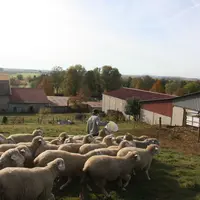 Troupeau de brebis
