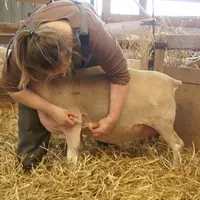 Vaccination d'une brebis