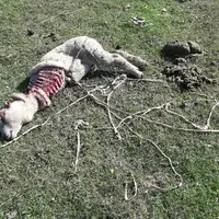 En 2024, ce sont encore 12 000 brebis tuées par les loups. Face à ce constat, difficile pour la profession de croire à une dim