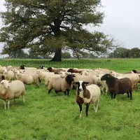 Les moutons profitent de l'ombre et de la régulation thermique qu'apportent les arbres.