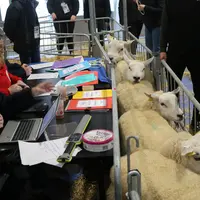 Commissaires ovins au Salon de l'Agriculture