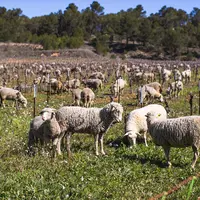 Ovins pâturant dans les vignes