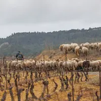 Berger conduisant ses brebis dans les vignes.