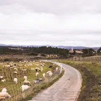La route longe la parcelle où pâturent les brebis