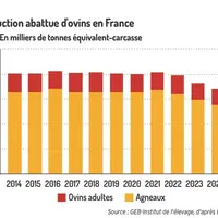 Graphique : Production abattue d'ovins en France© GEB-Institut de l'élevage d'après Eurostat