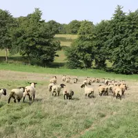 Ovins au pâturage
