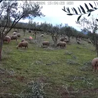 Brebis au pâturage