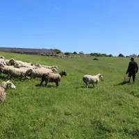 Brebis au pâturage
