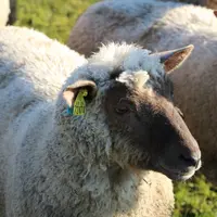 Mouton au pâturage