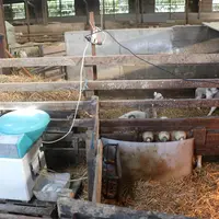 Distributeur automatique de lait pour agneaux