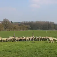 Troupeau ovin au pâtuerage