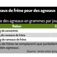 Tableau : Les feuilles de frêne remplacent partiellement le concentré des agneaux©Inrae 2022 (projet Rame)