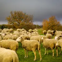 Moutons pâturant sur une zone humide de l'Aude.