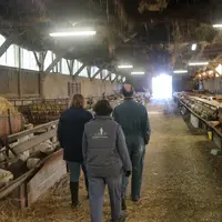 Conseiller en élevage ovin avec les éleveurs