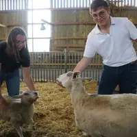 <em class="placeholder">Brebis et agneau de race Mouton Boulonnais</em>