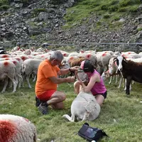 <em class="placeholder">Bergers soignant une brebis en estive</em>