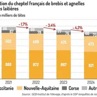 Graphique : Recul du cheptel de reproductrices ovin lait fin 2024©GEB-Institut de l’élevage, d’après le SSP(enquêtes de novemb