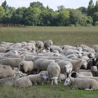 Brebis au pâturage