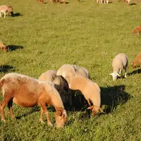 Brebis au pâturage