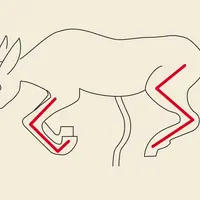 Reconnaître les pattes avant et arrière d'un agneau à la mise-bas