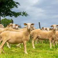 Brebis viande - UPRA Lacaune