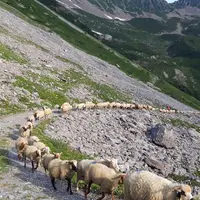 <em class="placeholder">Brebis en transhumance</em>