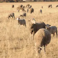 Brebis au pâturage en été