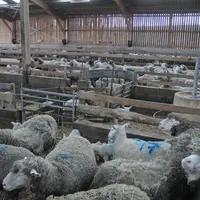 Brebis en bergerie