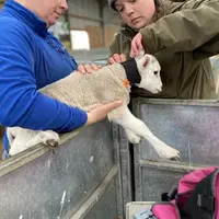 Agneau équipé d'une balise de suivi