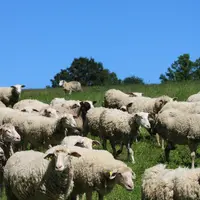 Brebis au pâturage