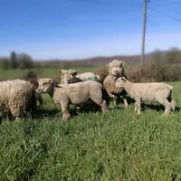 Troupeau de brebis Southdown
