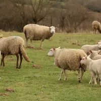 Ovins au pâturage