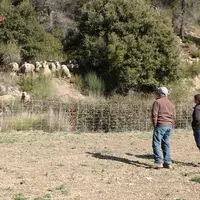Eleveur et technicien observent le troupeau de moutons