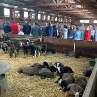 Brebis Bizet du Gaec Élevage Champaix du Bac à Allanche (Cantal).