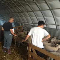 Eleveur de brebis de race rustique
